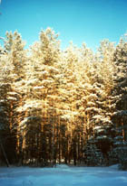 A coniferous forest. Winter.